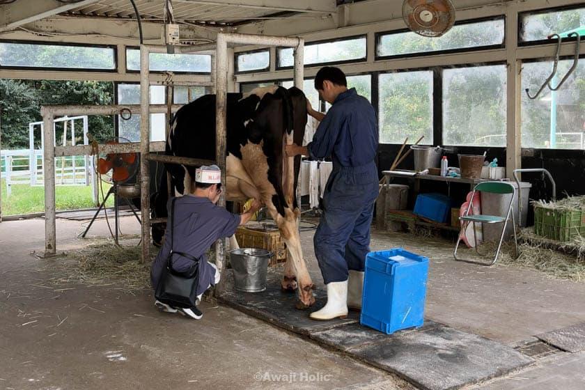 Awajishima Farm's milking experience