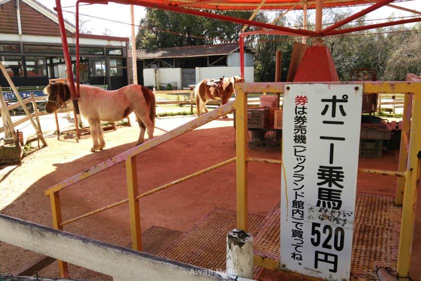 Awajishima Farm Pony Riding