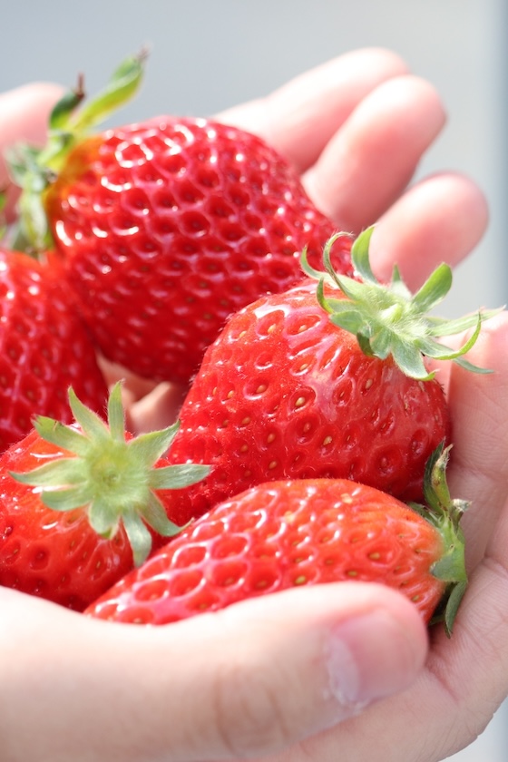 Strawberry picking at Awaji Farm Park and England Hill