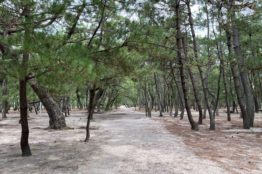 Keino Matsubara pine forest