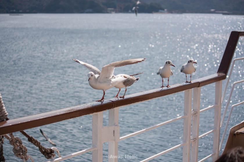 Meet seagulls on a Uzushio cruise ship