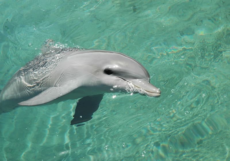 Dolphin image of Janohire